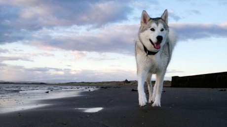 siberian-husky-dog-breed-pictures-5